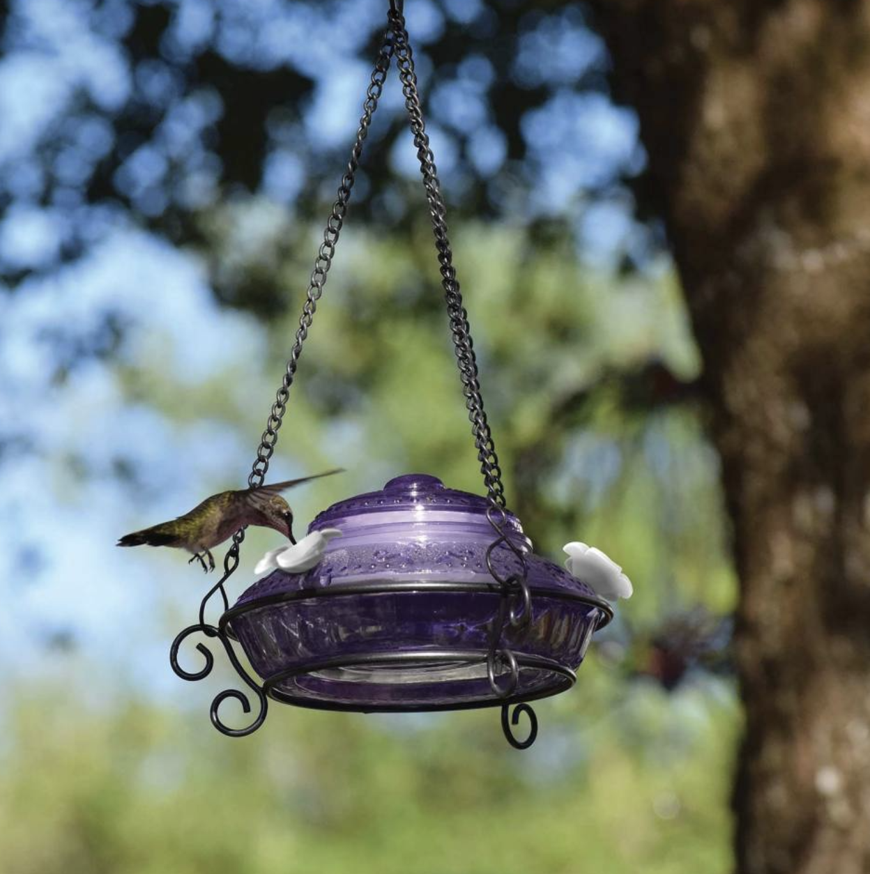 Bird Feeder